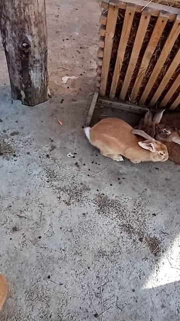 Кролики на бахче Панамарево