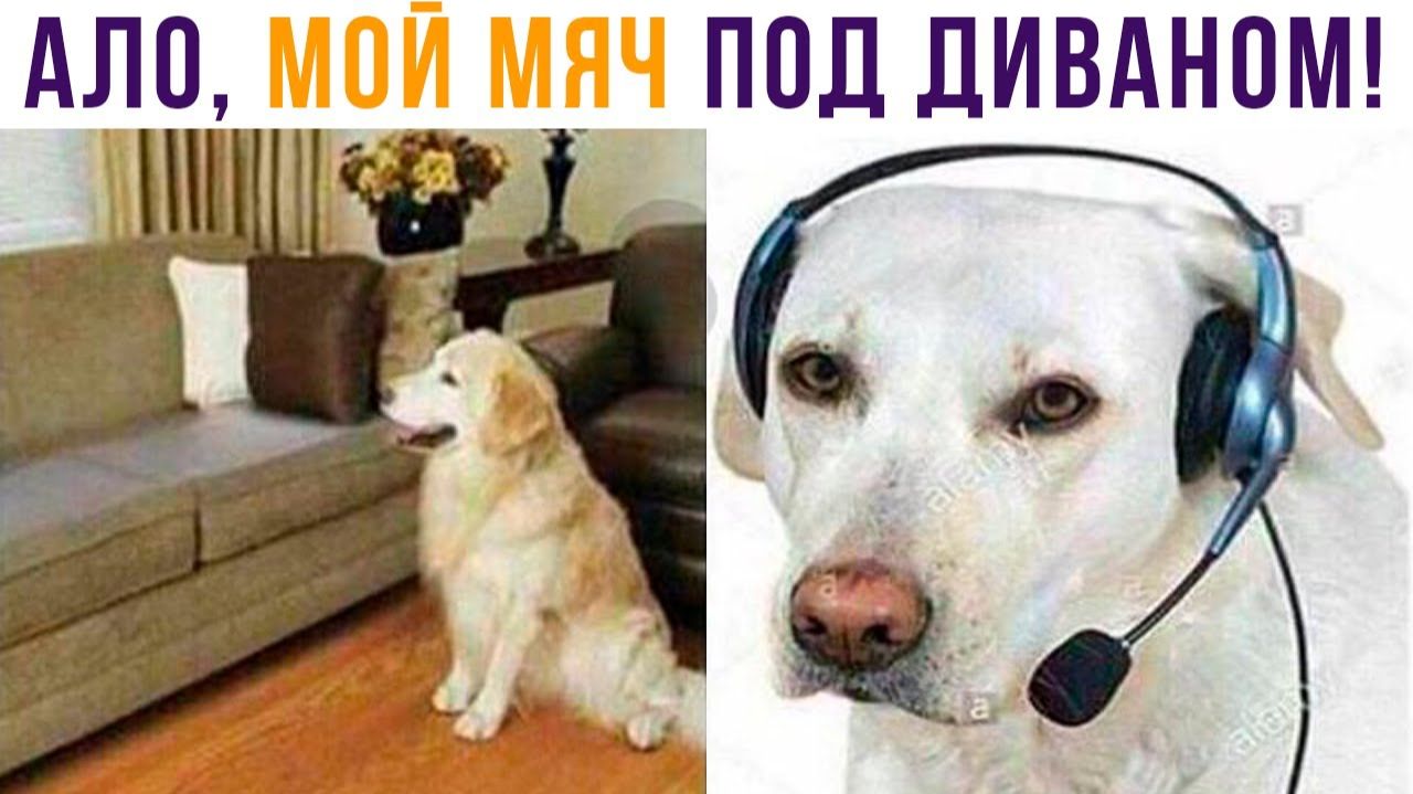 СОБАЧЬЯ ТЕХПОДДЕРЖКА)) Приколы