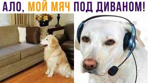 СОБАЧЬЯ ТЕХПОДДЕРЖКА)) Приколы