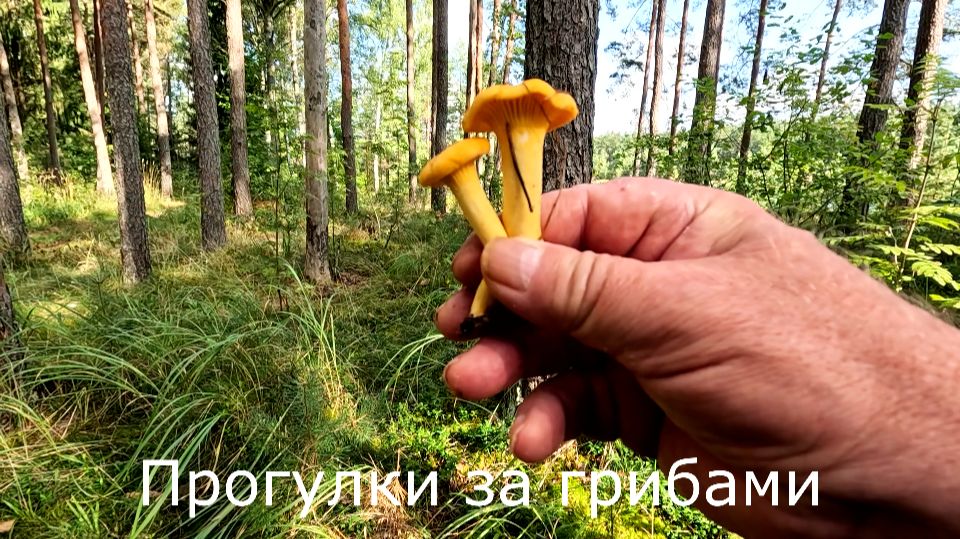 Прогулки по лесу. По разным местам около озера.