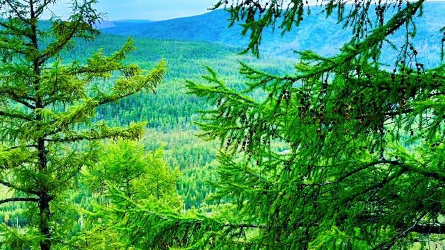 Красота природы🌲