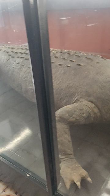 крокодил