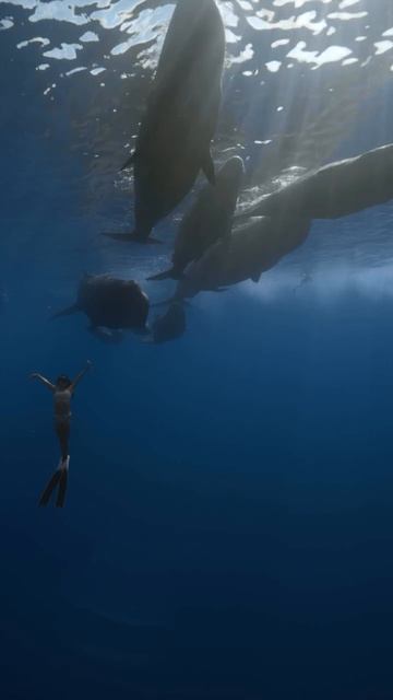 Встреча с хозяевами океана🌍🐋💦