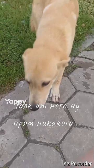 #бультерьер #bullterrier #собакиприколы #смешныеживотные #бультерьер #bullterrier #собакиприколы #см