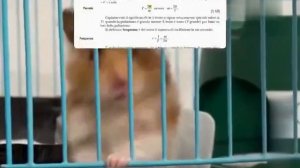 Хомяк пытался прогрызть свою клетку, а затем осознал, что мог просто открыть её.