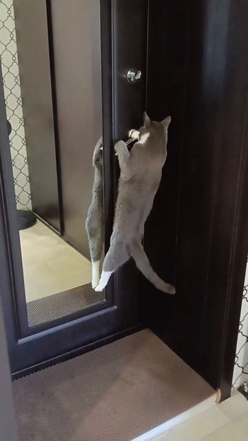 Без кота и жизнь не та