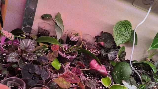 Небольшой обзорчик, просто поболтать. суккуленты, Хойи, бегонии