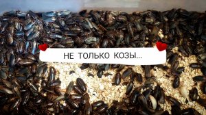 Показываю свои скрытые фермы и возвращаюсь в будни!