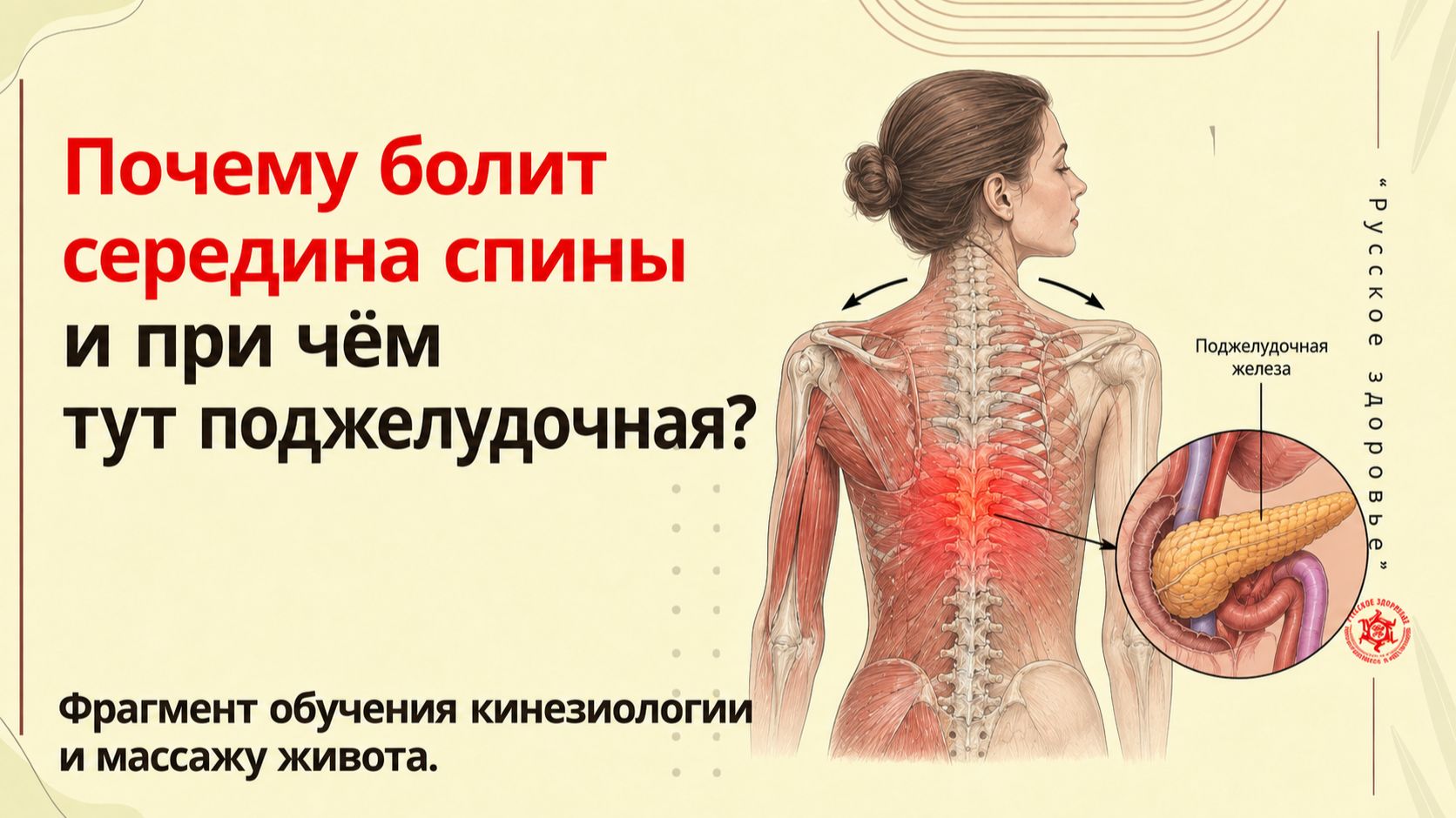 Почему болит середина спины и при чём тут поджелудочная? Фрагмент обучения
