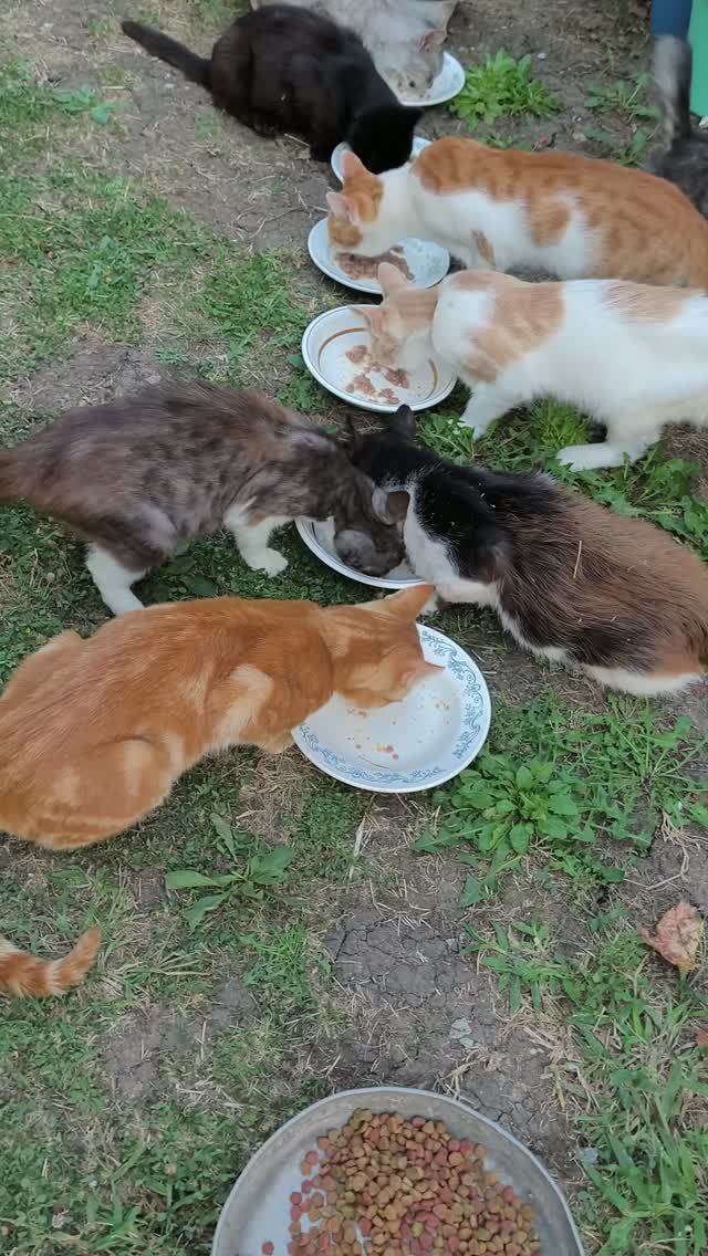 Котики и еж 🐱😻🐱🦔👍