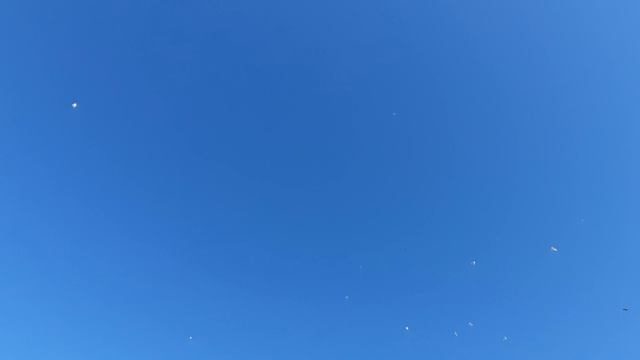 23.08.26 г. Андижанская порода голубей (2)