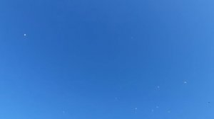 23.08.26 г. Андижанская порода голубей (2)