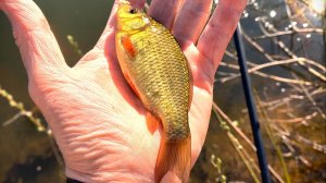 Пополняем поголовье карася.