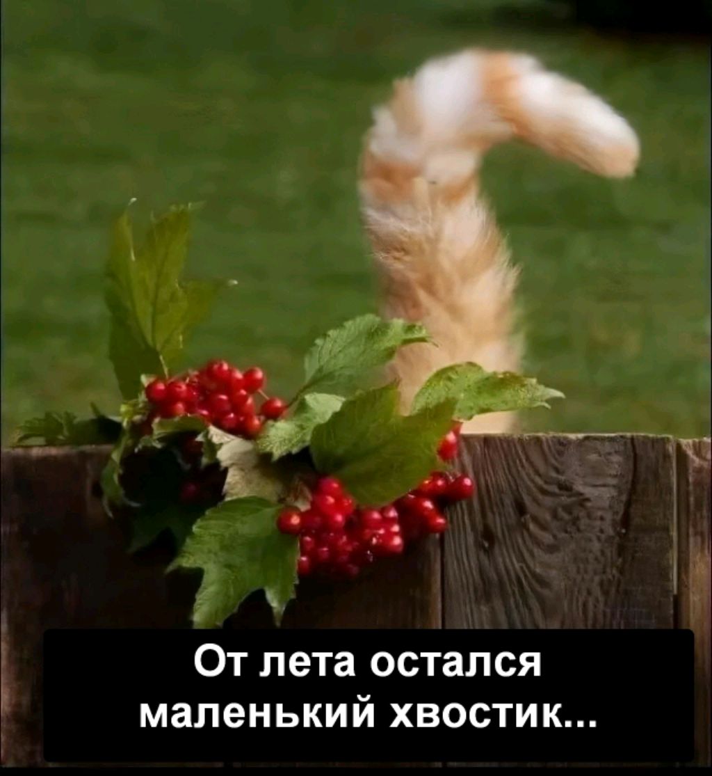Дима
