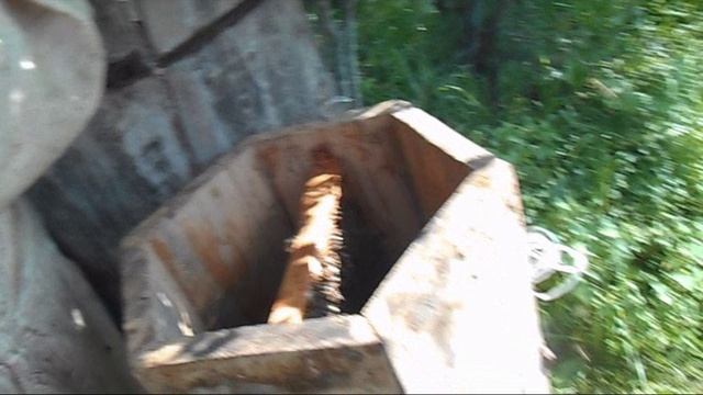 Пересаживаю пойманный рой 14