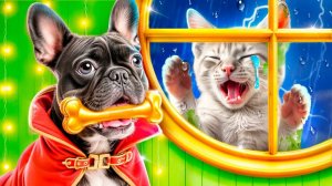 Мы построили секретную комнату для животных! Богатая собака vs бедная кошка!
