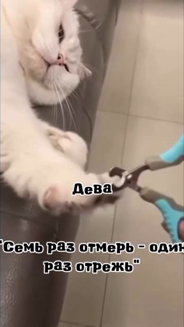 Девиз по жизни знаков зодиака