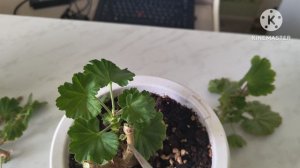 Обрезка Пеларгонии ☘️☘️☘️