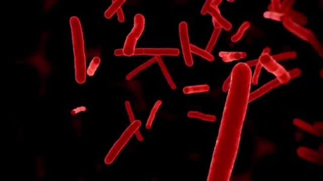 Первая Эпидемия В Истории Человечества