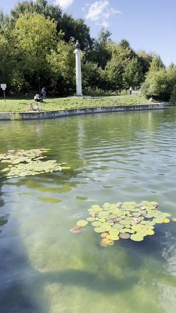 Лето в Кусково. Цветение Кувшинок