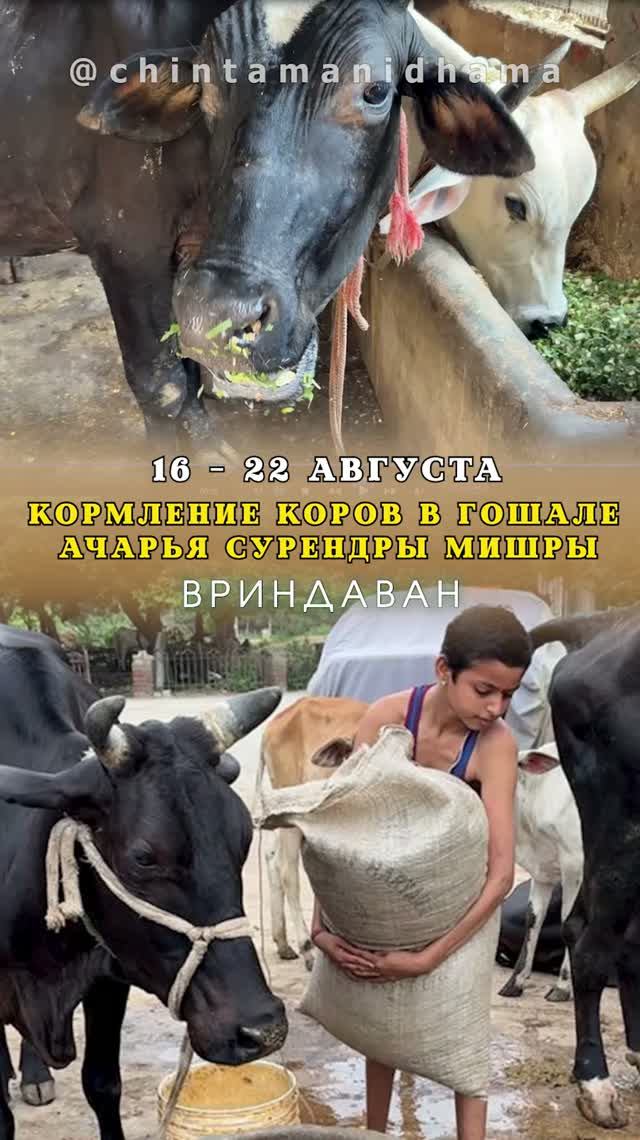 16 - 22 августа. Видеоотчет о кормлении коров в гошале Ачарья Сурендры Мишры