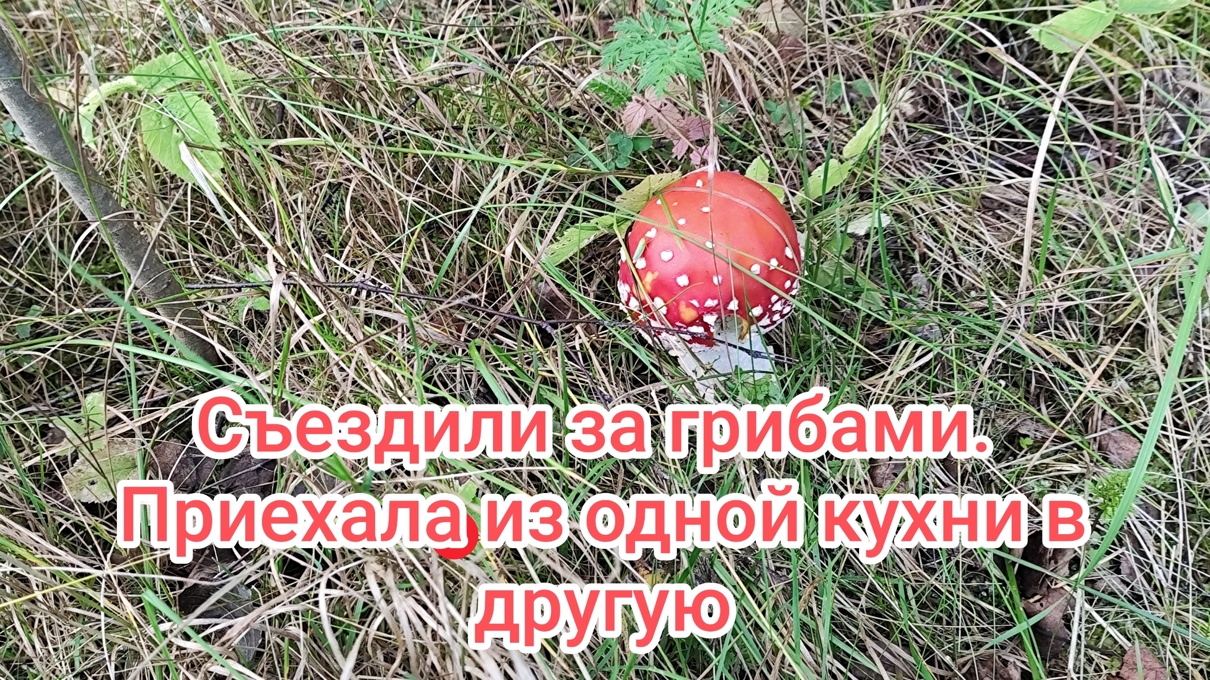 Съездили за грибами. Называется поменяла обстановку