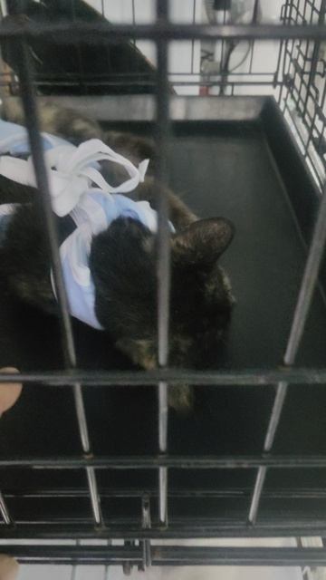 Продолжаю помогать кошечке, которую подобрали на улице еле живую.