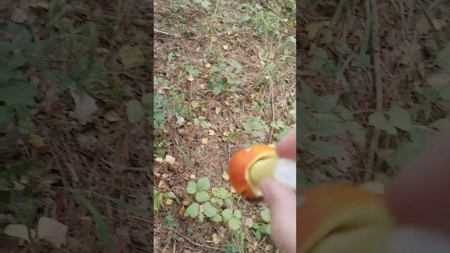 поход в лес за грибами, отдых, свежий воздух