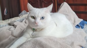 Милка наминает-лечит