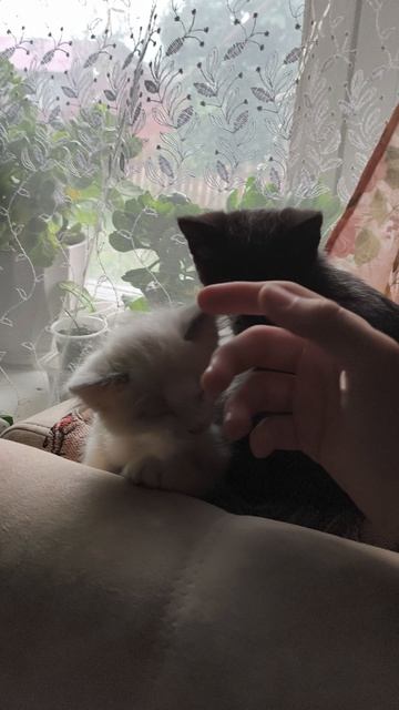 2 ПУШИСТЫХ ЛИЧИНКИ.