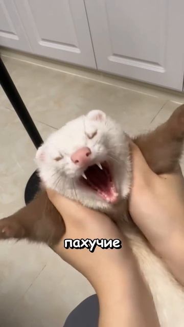 Я люблю всех животных😇