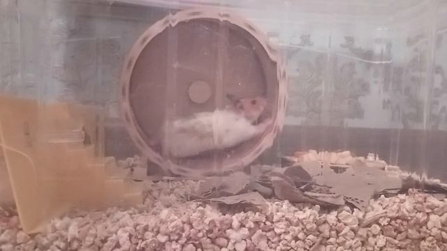 День хомячки ЛаНи🤭🐹🐾