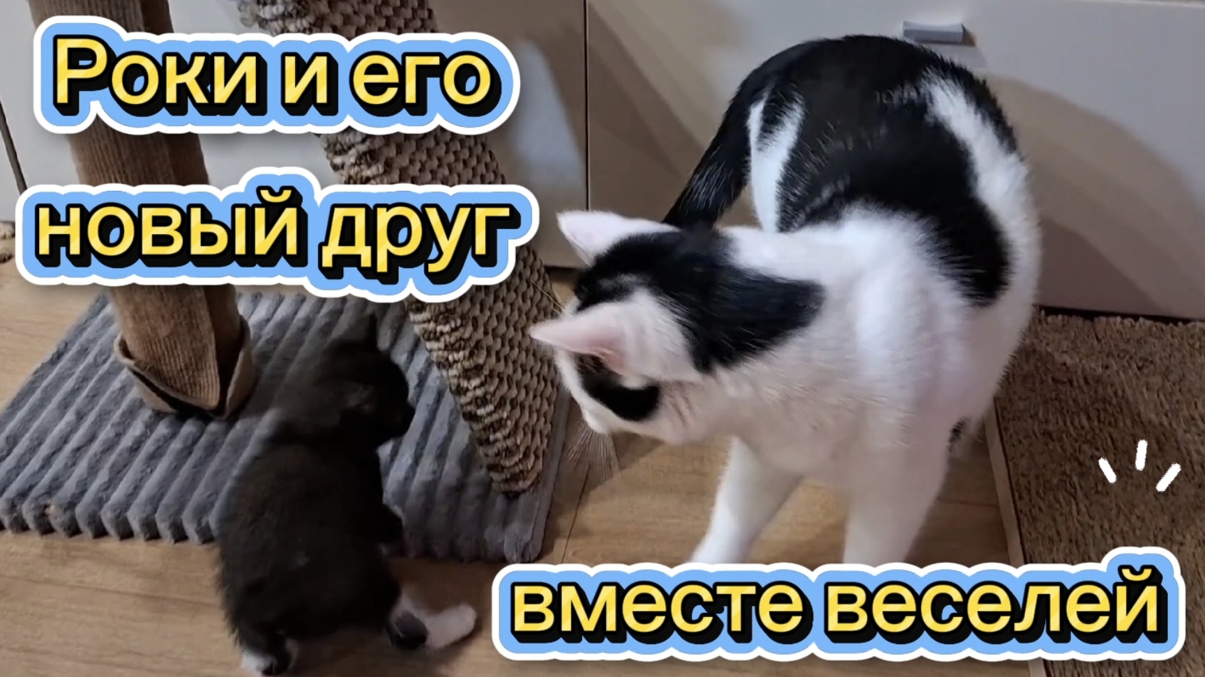 День знакомства Роки с его новым другом🤗😍