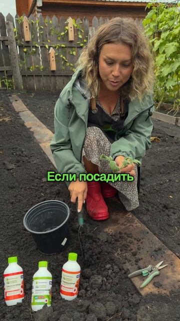 Как вырастить помидоры дома зимой и получить урожай к Новому году?