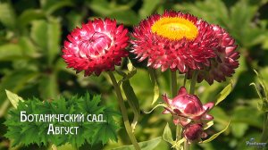 Ботанический сад. Август (2026)