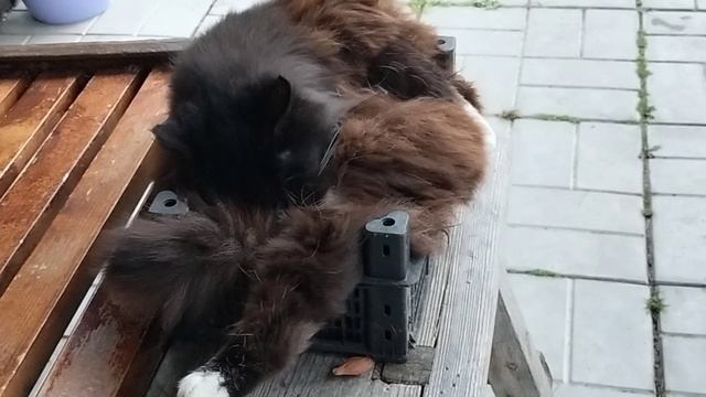 Кошка поместилась в маленьком ящике.