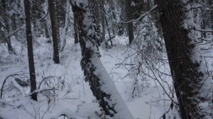 ДОБЫЛ МЯСО НА ГОД. ЗАНОЧЕВАЛ В ИЗБЕ ИЗ СУХАРНИКА. ЛОСЬ ЧУТЬ НЕ ЗАТОПТАЛ СОБАКУ.