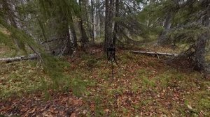 ПОХОД В ТАЙГУ. ДОБЫТЬ ЕДУ БЕЗ ОРУЖИЯ И СНАСТЕЙ. РЫБАЛКА.@