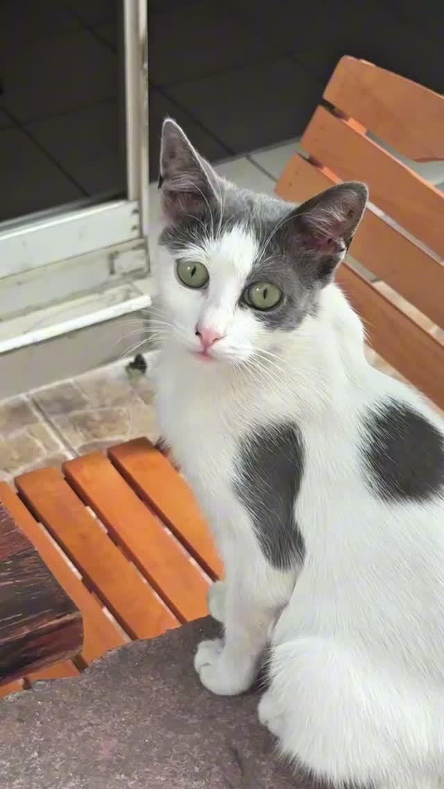 Кошки Стамбула | Istanbul Cats