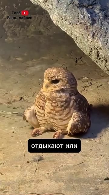 Сова и еще одна сова и еще...