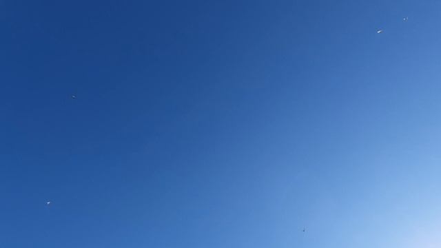 23.08.26 г. Андижанская порода голубей (1)