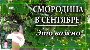 Обрезка смородины осенью: какие ветки вырезать в сентябре