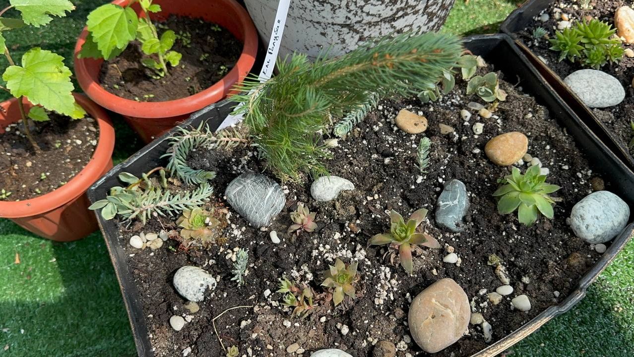 Добавила немного хвойных на свои маленькие клумбы.