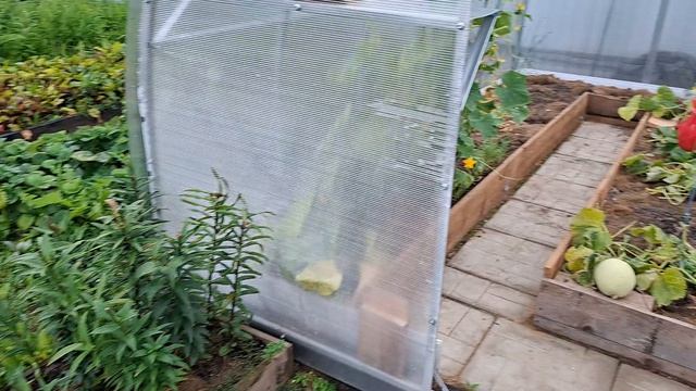 Наши 8,4 сотки 🏡 Гладиолусы цветут🌸Собрала урожай томатов🍅,огурцов 🥒 и клубники 🍓