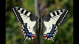 По миру сказочник бродил
