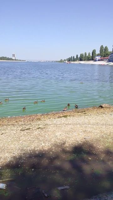 Птицы в городе