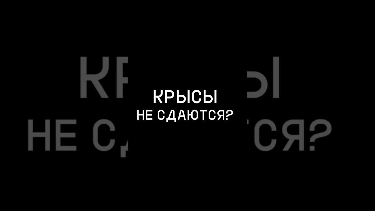 КРЫСЫ не СДАЮТСЯ? #хочуфакты