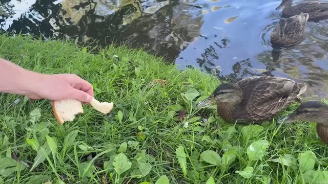 Дикие Утки 🦆 которые привыкли к туристам 😀