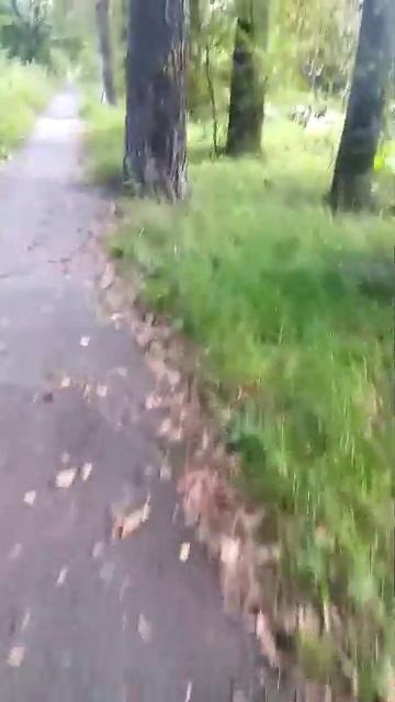 вечерний стрим всем привет