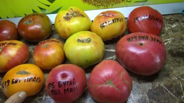 7 сортов САМЫХ КРУПНЫХ ТОМАТОВ поспели в открытом грунте. 19 августа 2026.